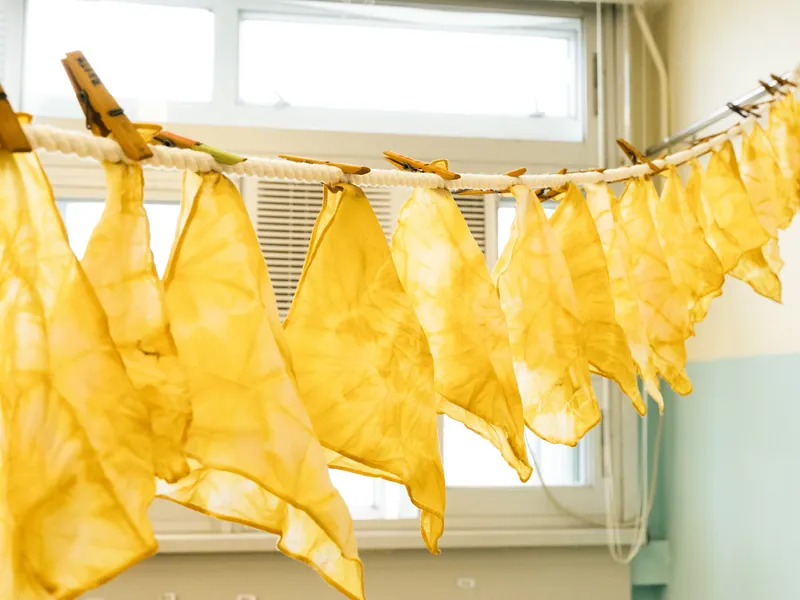 Yellow cloths dyed with food scraps, hung up to dry