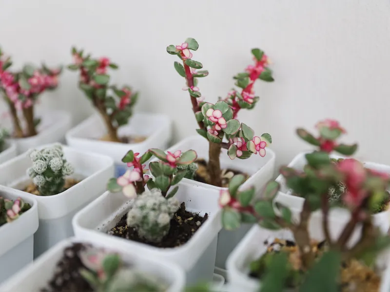 Succulents potted in compost